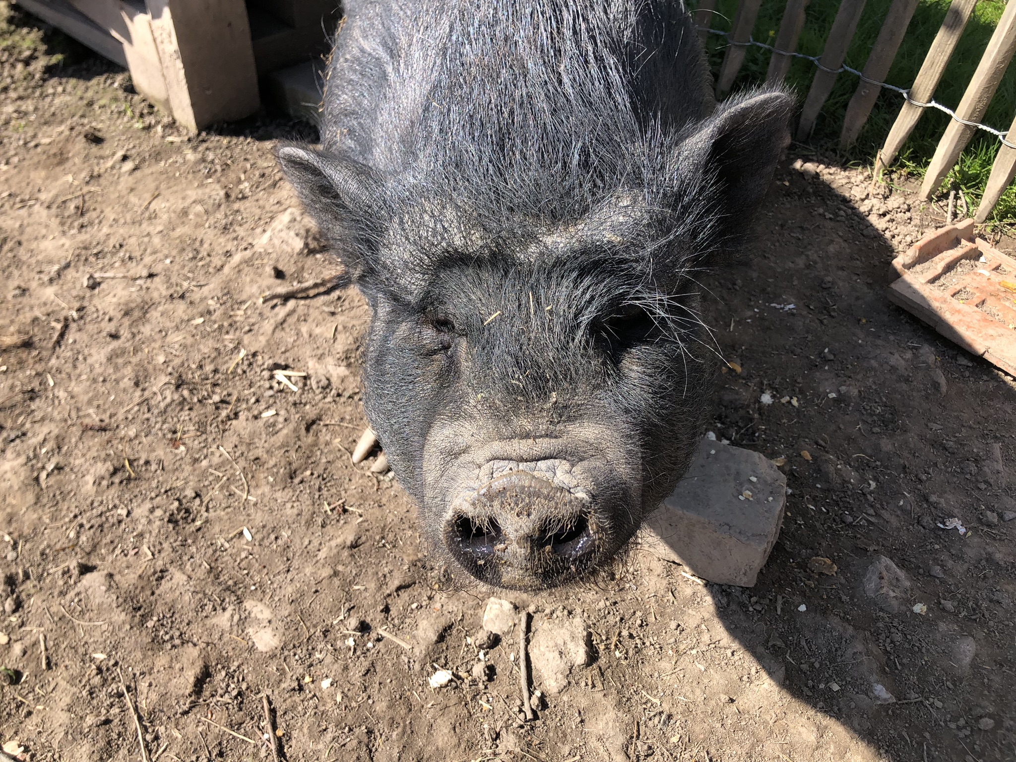 Mathilda und Wilhelm suchen zusammen ein neues Zuhause